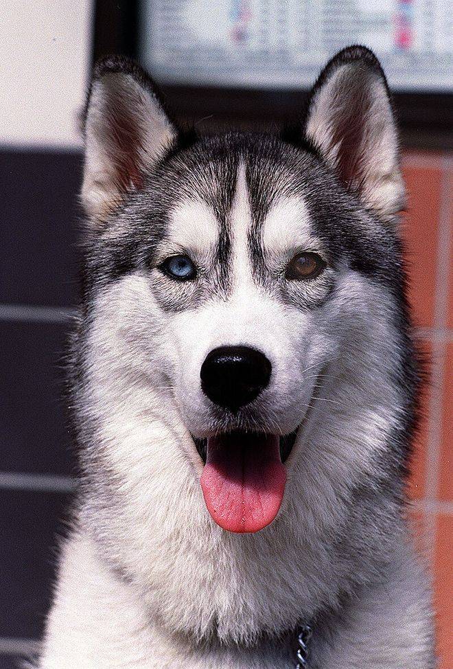 How much for the hasty dog