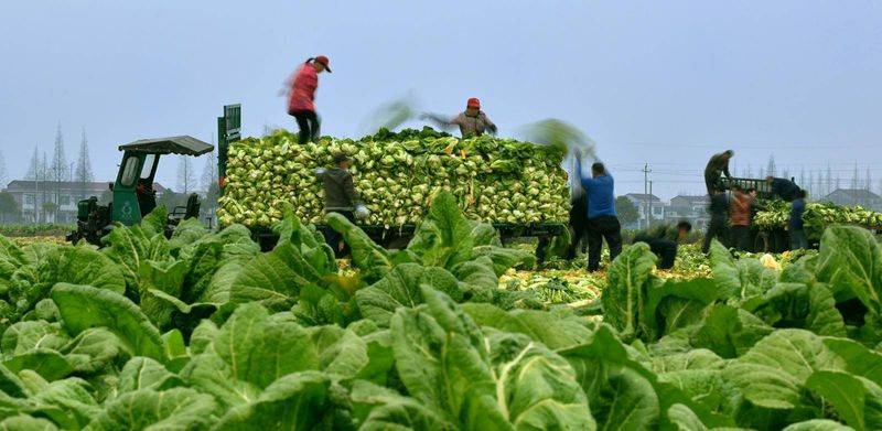 The method of planting mustard