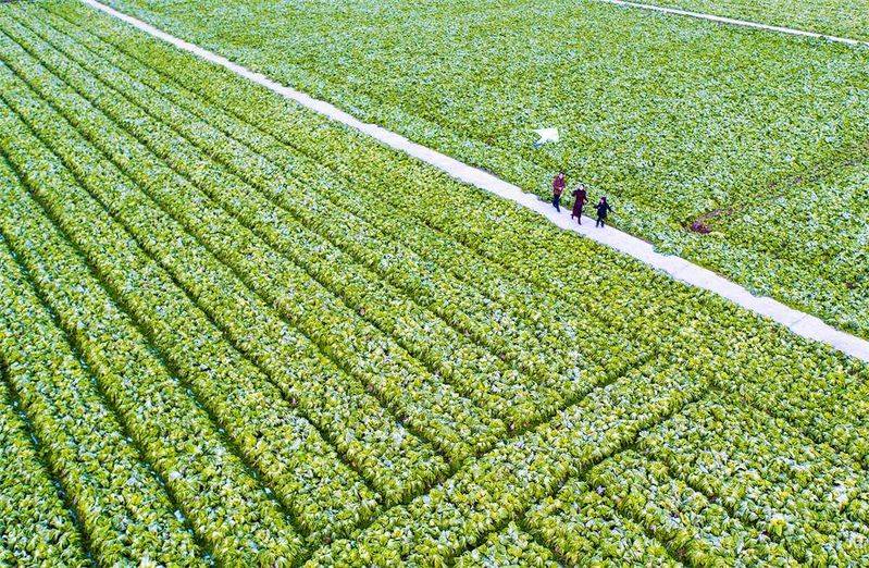 The method of planting mustard