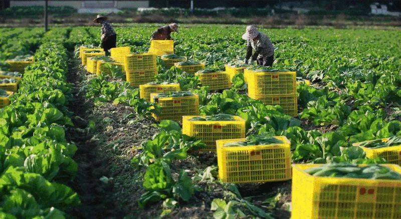 The method of planting mustard