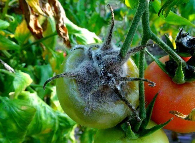 Video of the technique of tomato cultivation in the field