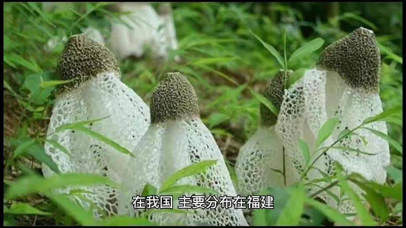 The technology for the cultivation of bamboo lingji