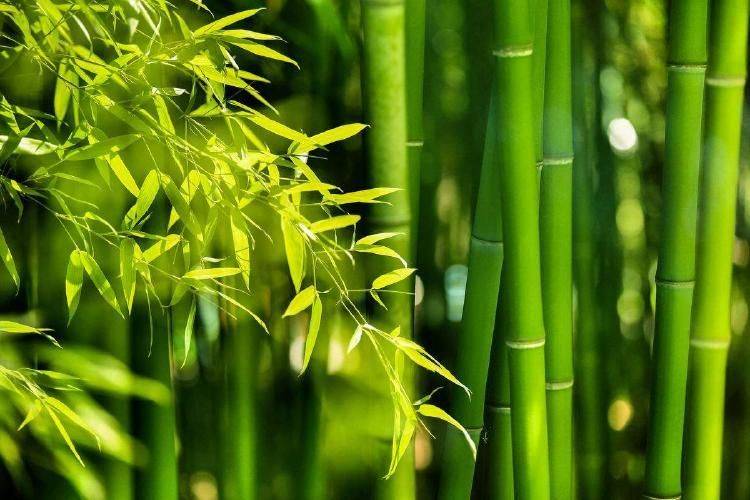 The technology for the cultivation of bamboo lingji