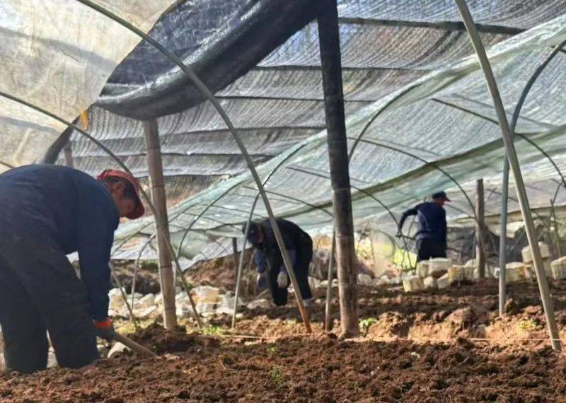 The technology for the cultivation of bamboo lingji