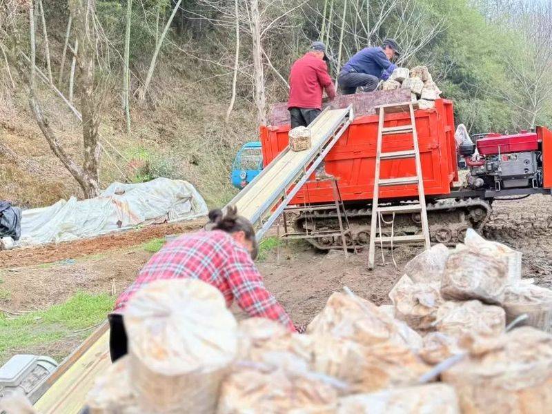 The technology for the cultivation of bamboo lingji