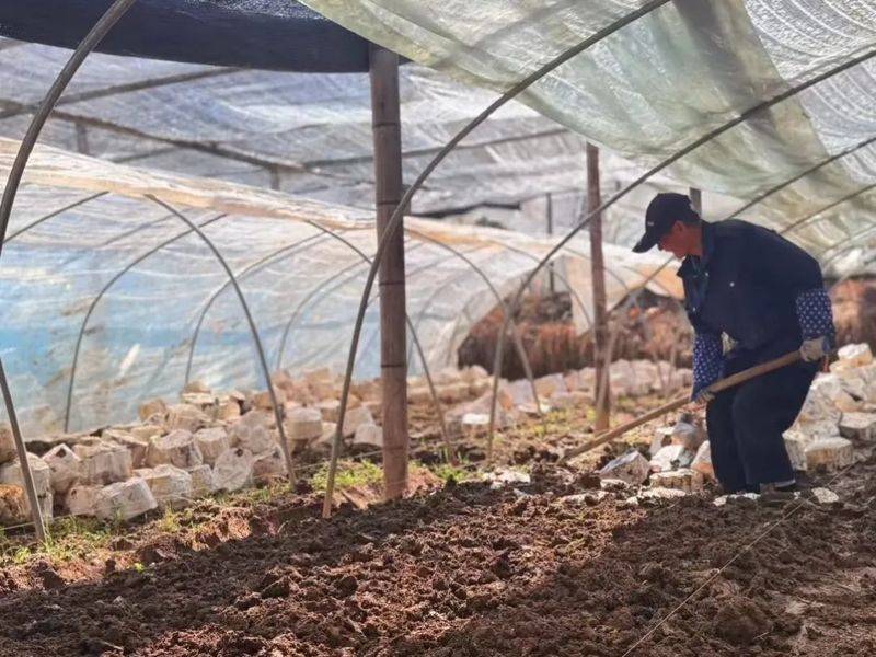 The technology for the cultivation of bamboo lingji