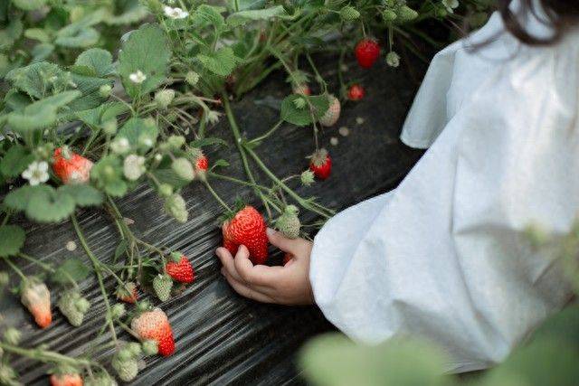 How do we grow strawberry seeds