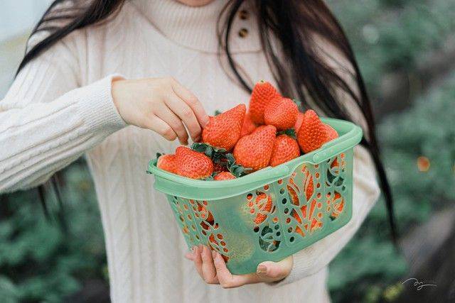 How do we grow strawberry seeds