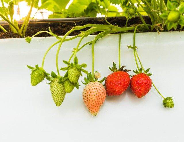 How do we grow strawberry seeds