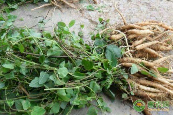 It's herbal medicine in my grain network