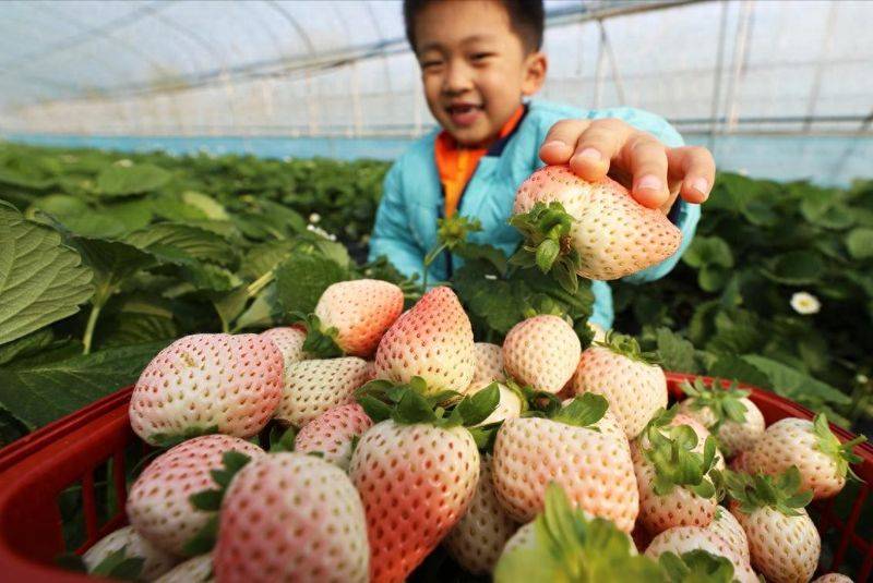 How do we grow strawberry seeds