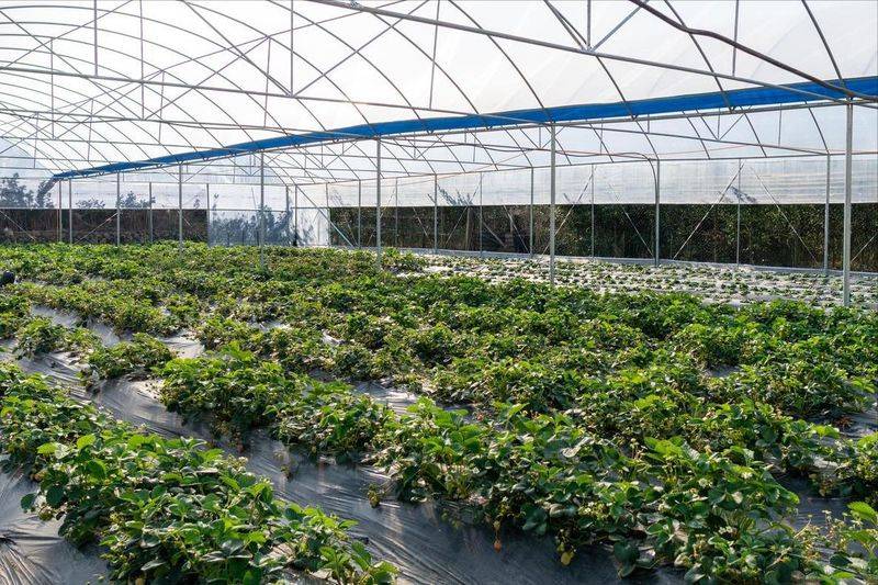 How do we grow strawberry seeds