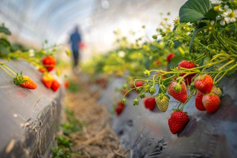 How do we grow strawberry seeds