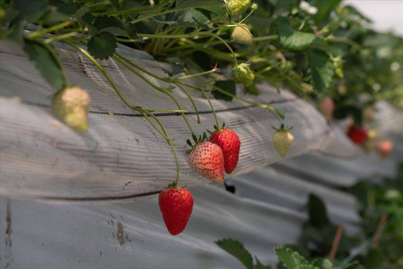 How do we grow strawberry seeds