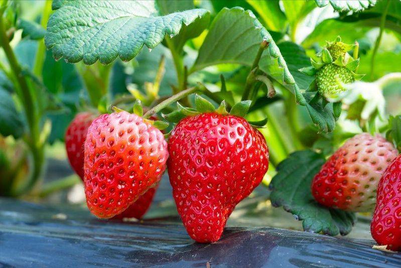 How do we grow strawberry seeds