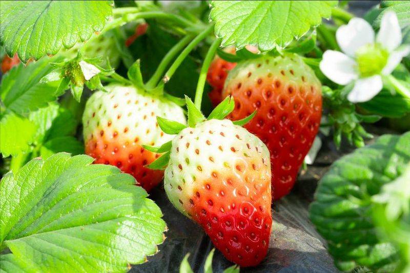 How do we grow strawberry seeds