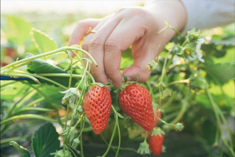 How do we grow strawberry seeds
