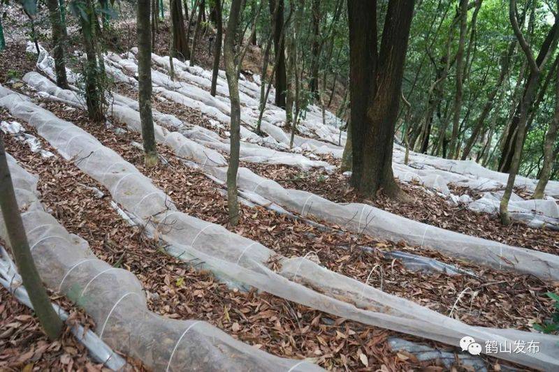 The technology for the cultivation of bamboo lingji