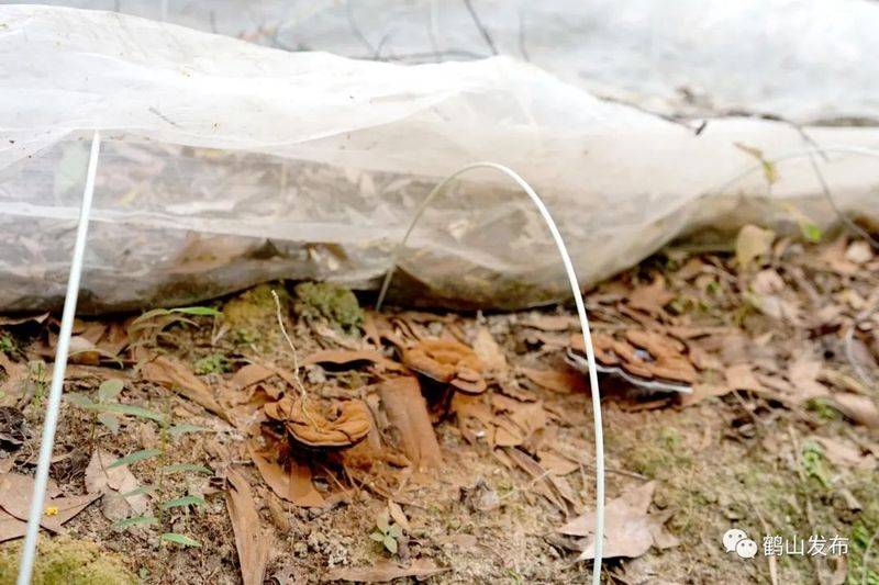 The technology for the cultivation of bamboo lingji