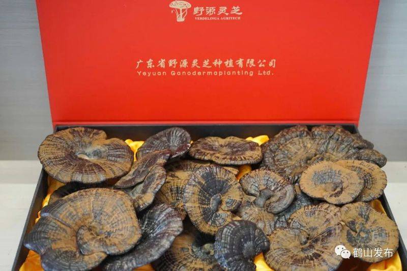 The technology for the cultivation of bamboo lingji