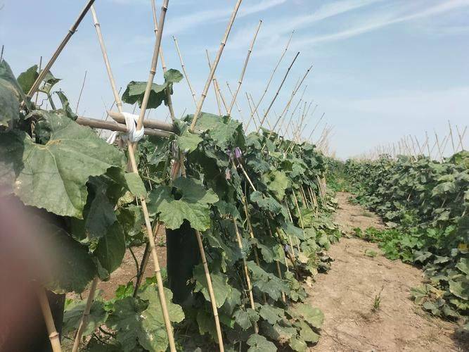 Cultivation methods and timing of winter melons