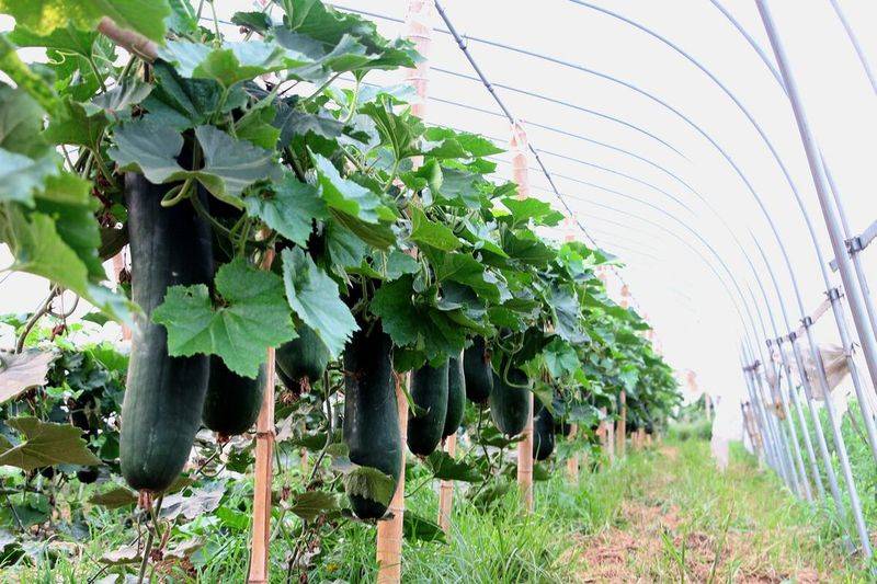 Cultivation methods and timing of winter melons