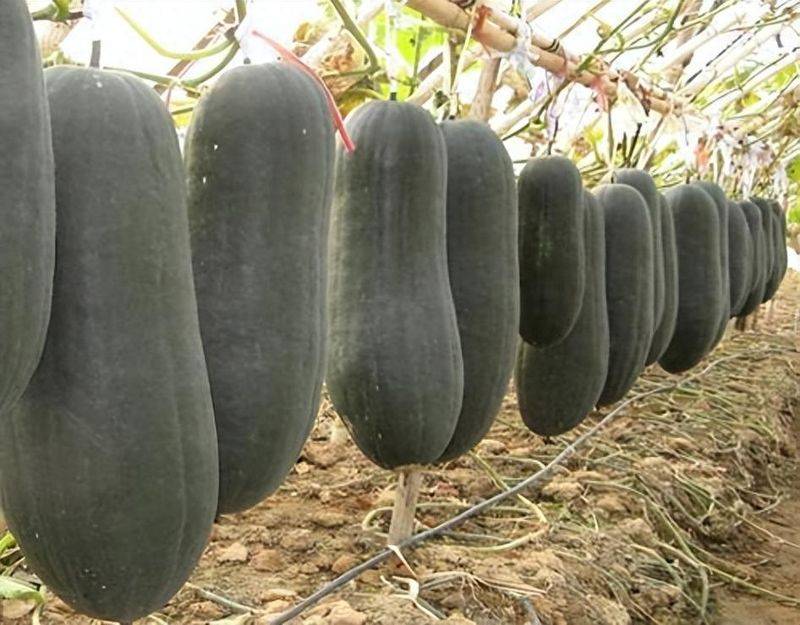 Cultivation methods and timing of winter melons