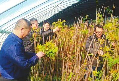 Plantation techniques