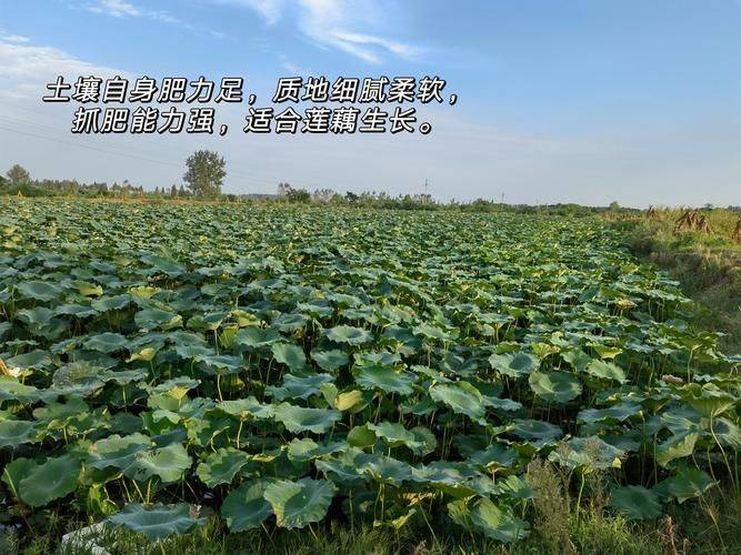 Hubei lotus plantation technology