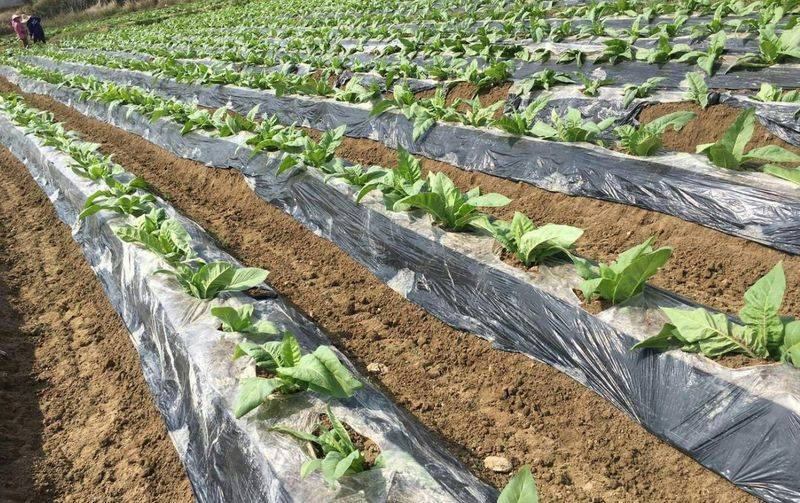 Cultivation methods and timing of winter melons