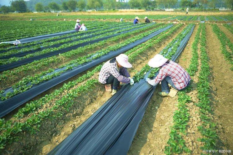 Cultivation methods and timing of winter melons