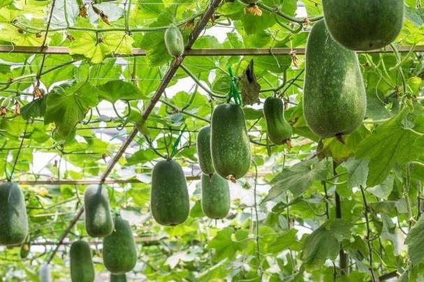 Cultivation methods and timing of winter melons