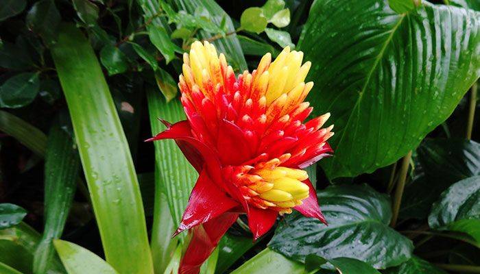 Pineapple winter farming methods