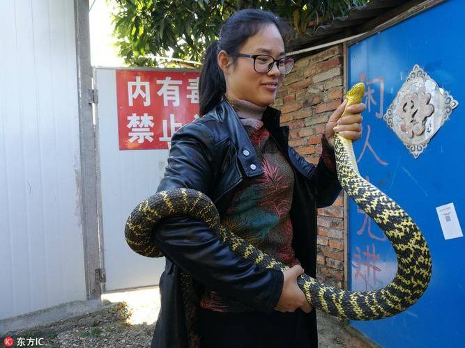 Snake breeding techniques and practices