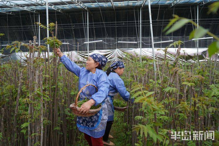 香椿大棚种植技术