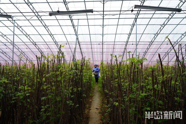 香椿大棚种植技术