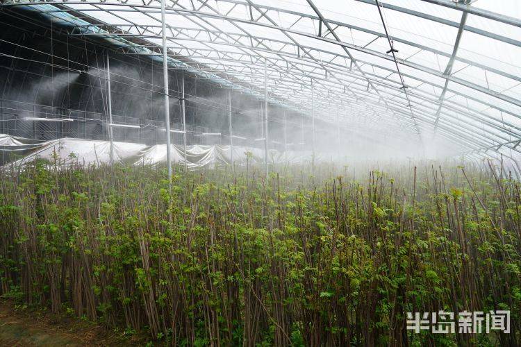 香椿大棚种植技术