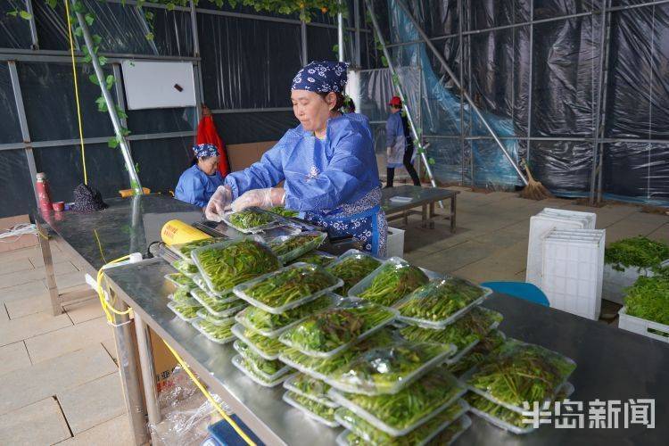 香椿大棚种植技术