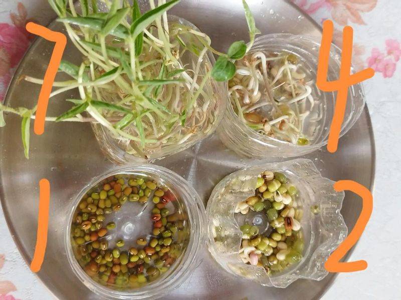 植物种植日记