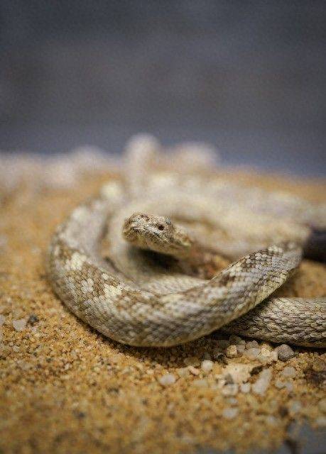 Snake breeding techniques and practices