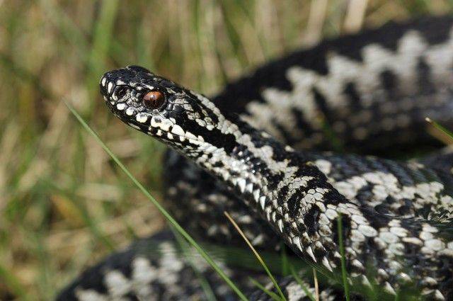 Snake breeding techniques and practices