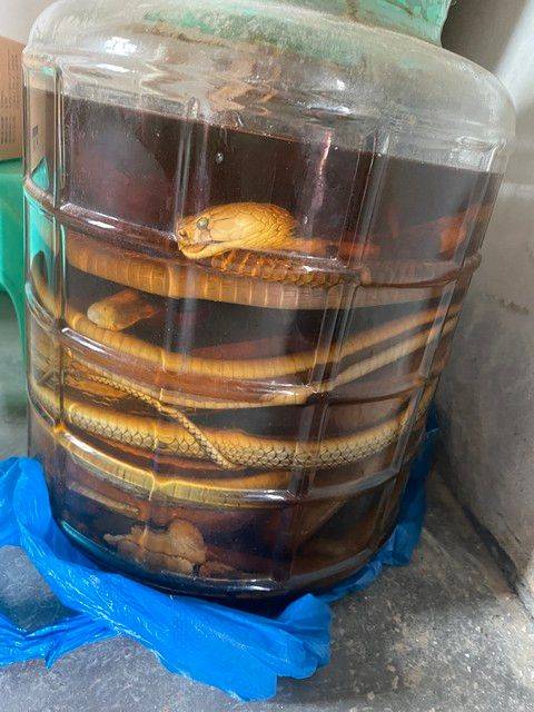 Snake breeding techniques and practices