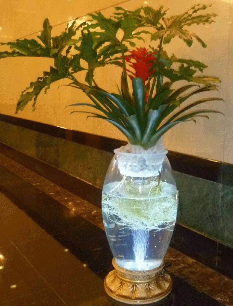 Pineapple winter farming methods