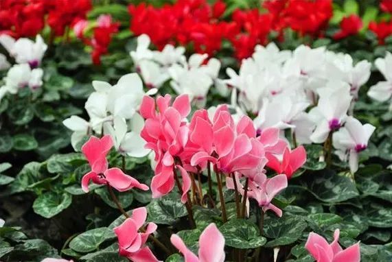 仙客来的种植方法