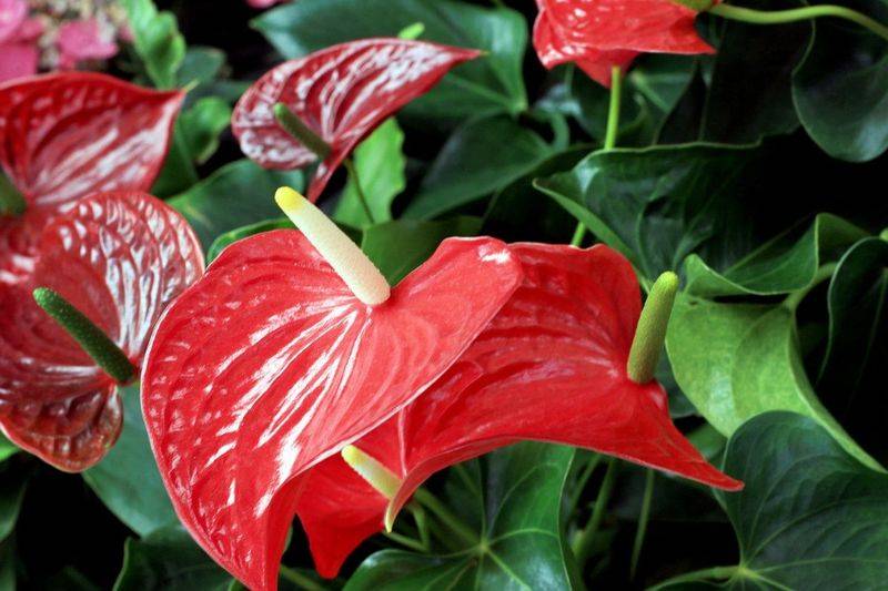 仙客来的种植方法