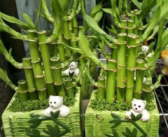仙客来的种植方法