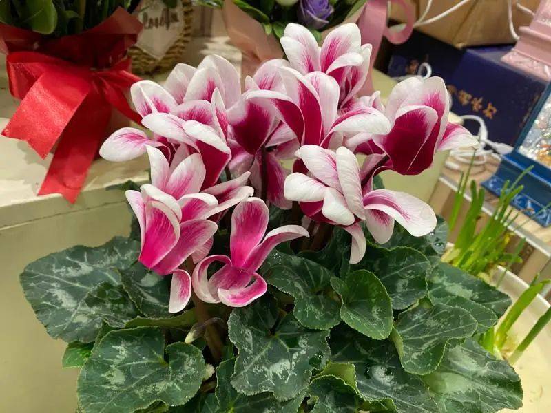 仙客来的种植方法