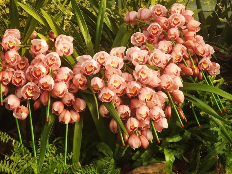 仙客来的种植方法