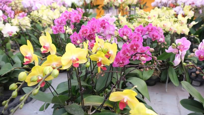 仙客来的种植方法