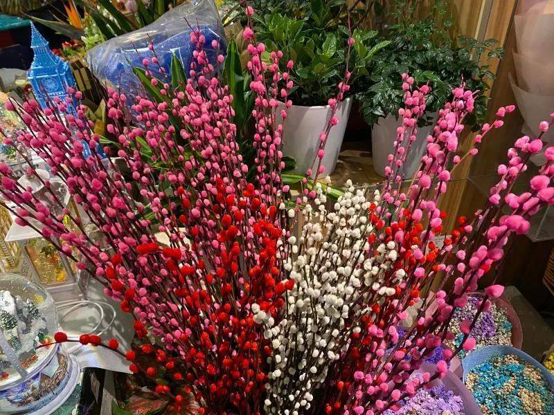 仙客来的种植方法